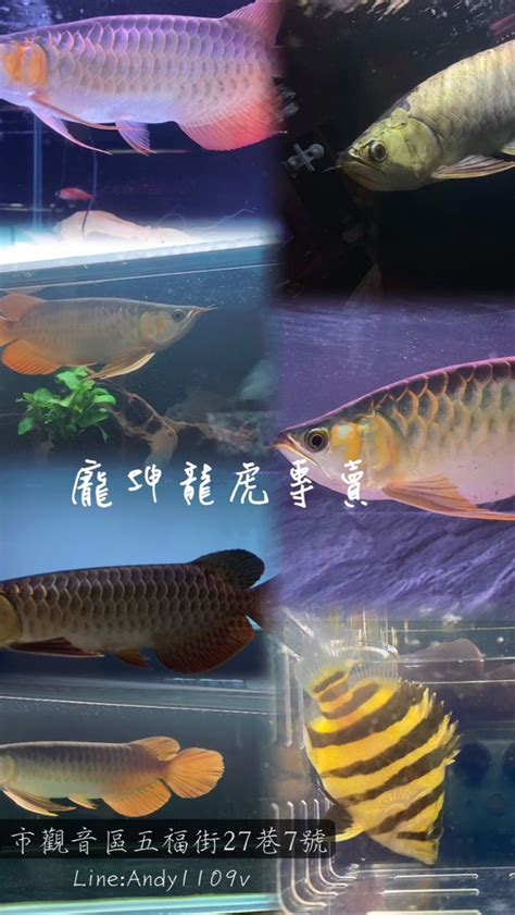 震坤水族|震珅水族專營各式珍稀觀賞魚、硝化性菌粉 